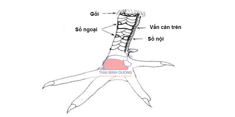 Phải biết cách xem vảy gà quý chuẩn xác nhất